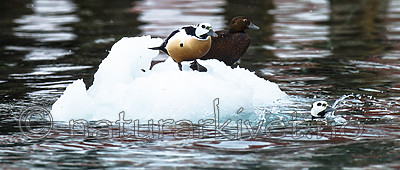 BB 13 0471 / Polysticta stelleri / Stellerand